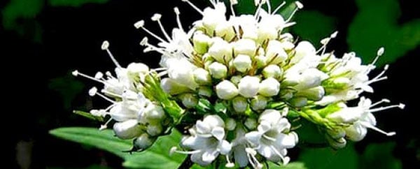 Valeriana