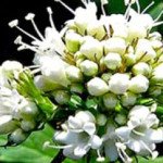 Valeriana